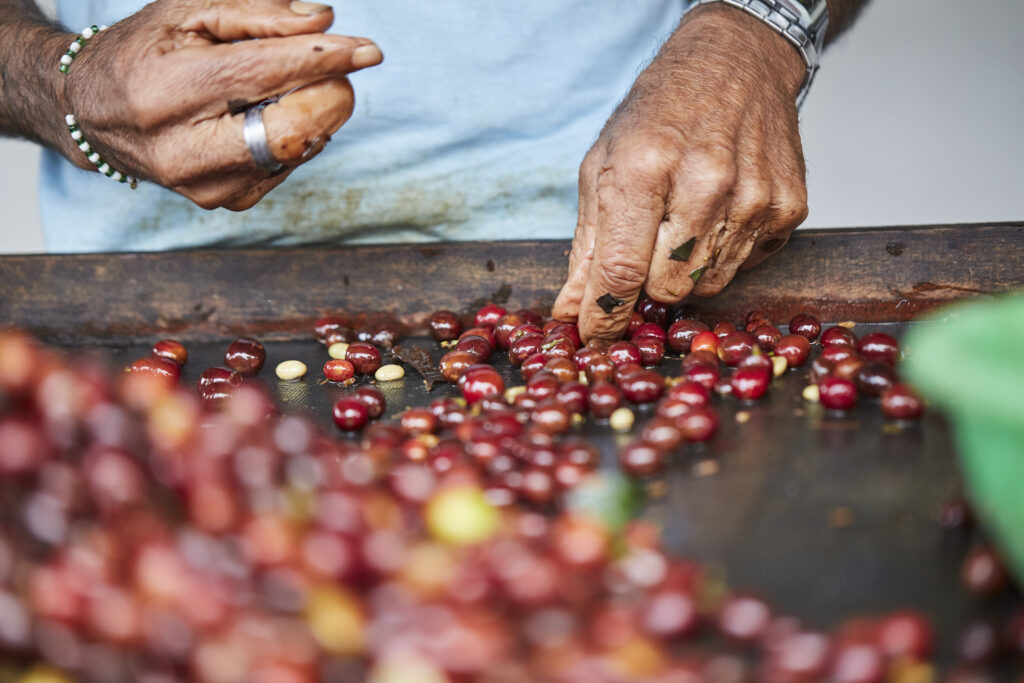 Close-up shot of male hands sorting the harvested coffee fruits before drying Captura De Pantalla De Manos Masculinas Clasificando Los Frutos De Cafe Cosechados Antes De Secarlos 1024x683